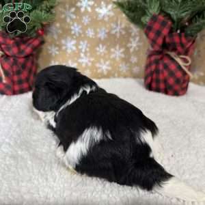 Oreo, Shih-Poo Puppy